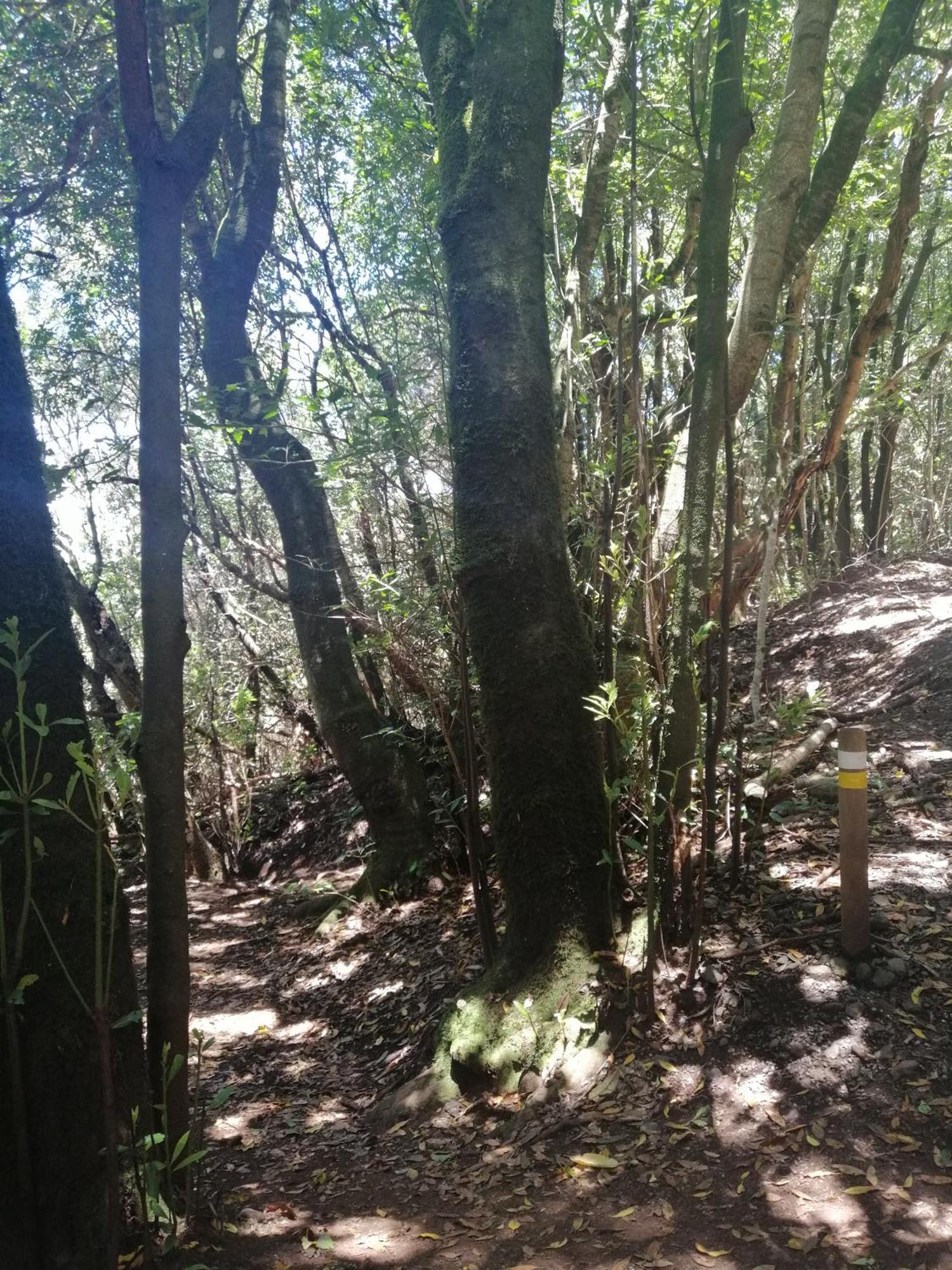 Anaga Y La Laguna A Tus Pies Santa Cruz de Tenerife Ngoại thất bức ảnh